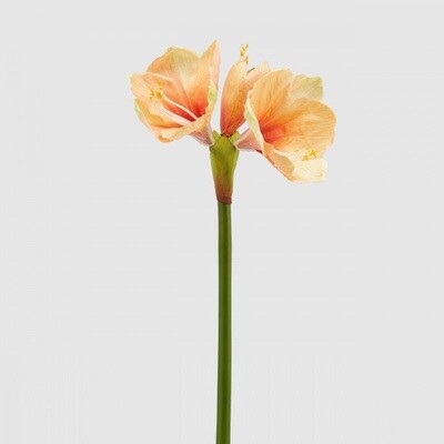 Amaryllis "Real"