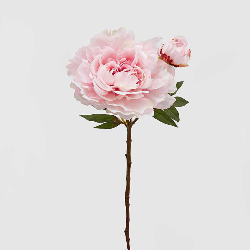 Peonia "Real" con bocciolo