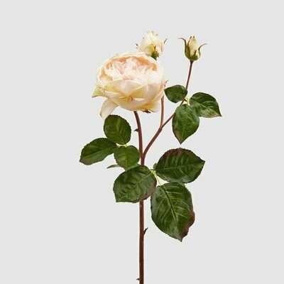 Rosa "Dea" inglese