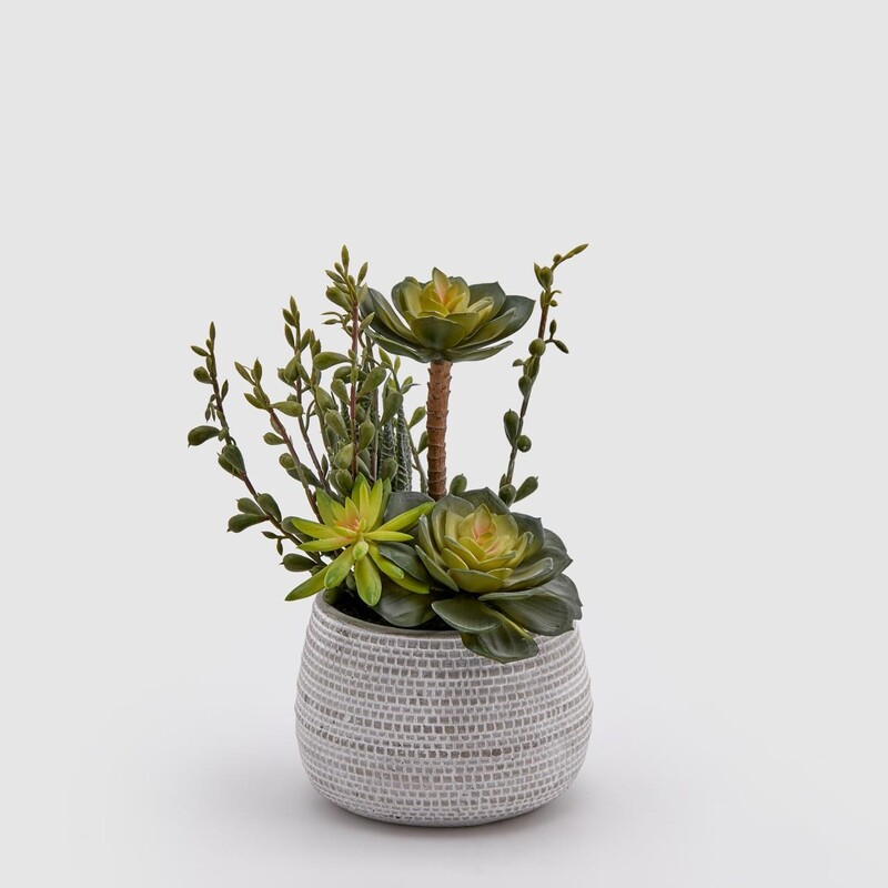 Vaso succulent