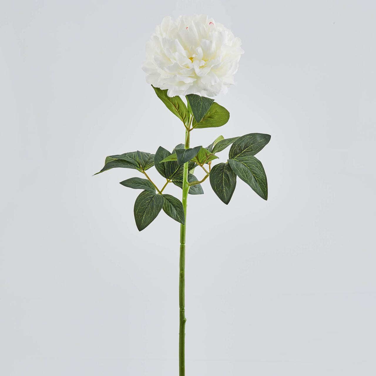 Peonia Rex bianca