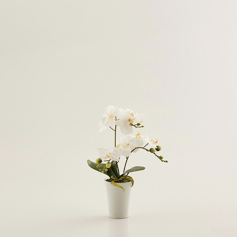 Orchidea con vasetto Orchidea con vasetto