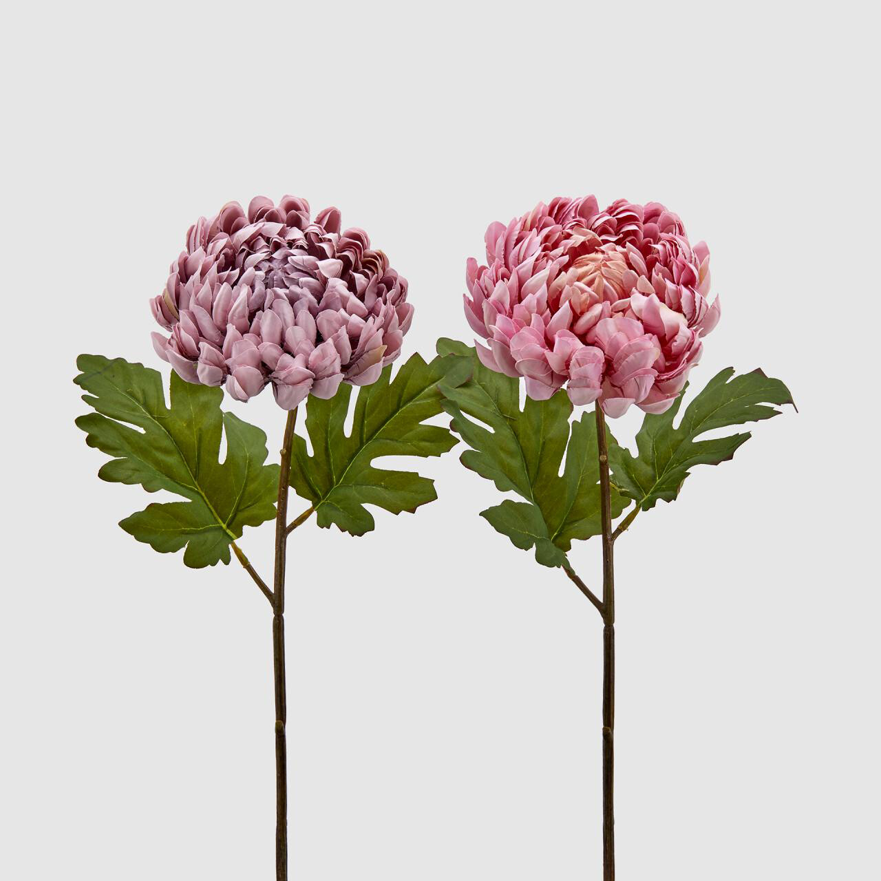 Crisantemo "Glory", Colore: Sinistra