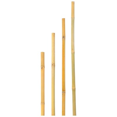 Canna bamboo Thailandese 210cm