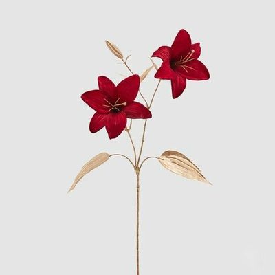 Lilium Rex Ramo