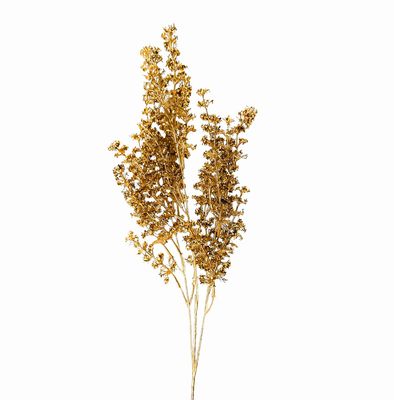 Celosia glitter oro