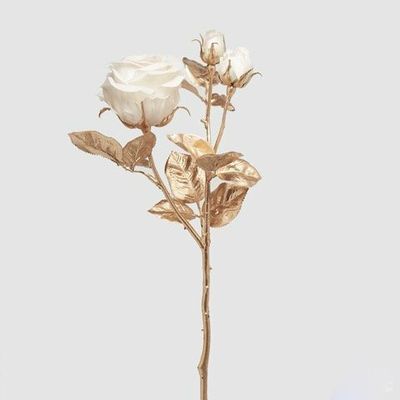 Rosa oro
