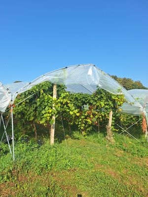 ENOSTAVNA ZAŠČITA ZA SADOVNJAK, VINOGRAD,...