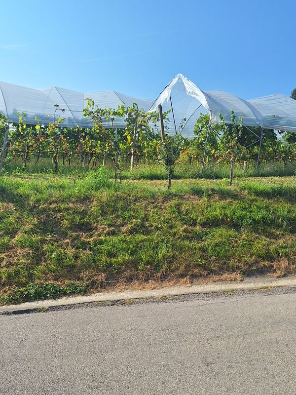 Enostavna zaščita za vaš sadovnjak, vinograd - tunel širine 4,7m
