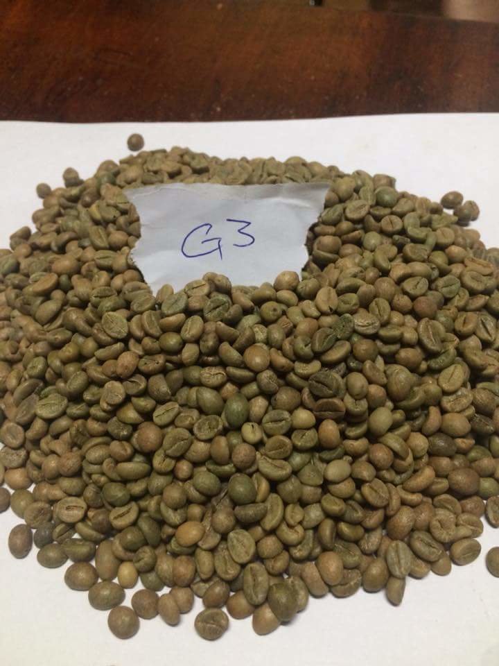 Robusta green beans 