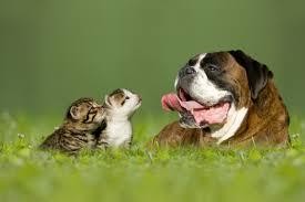 Pets