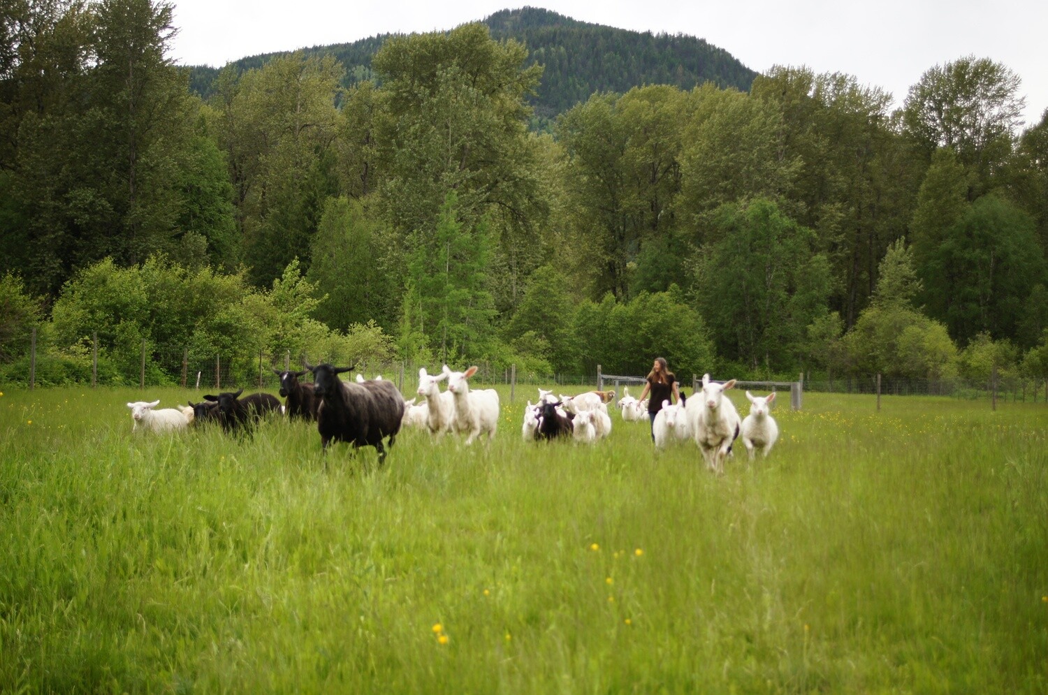 Hand Dyed Bulky Yarn