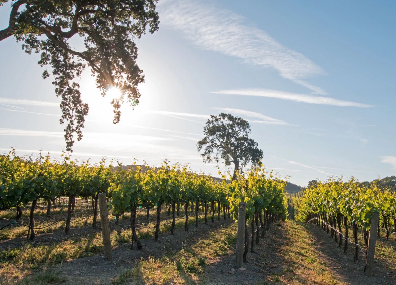 Summer Somm Series: June 27th - Paso Robles