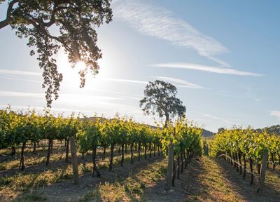 Summer Somm Series: June 27th - Paso Robles