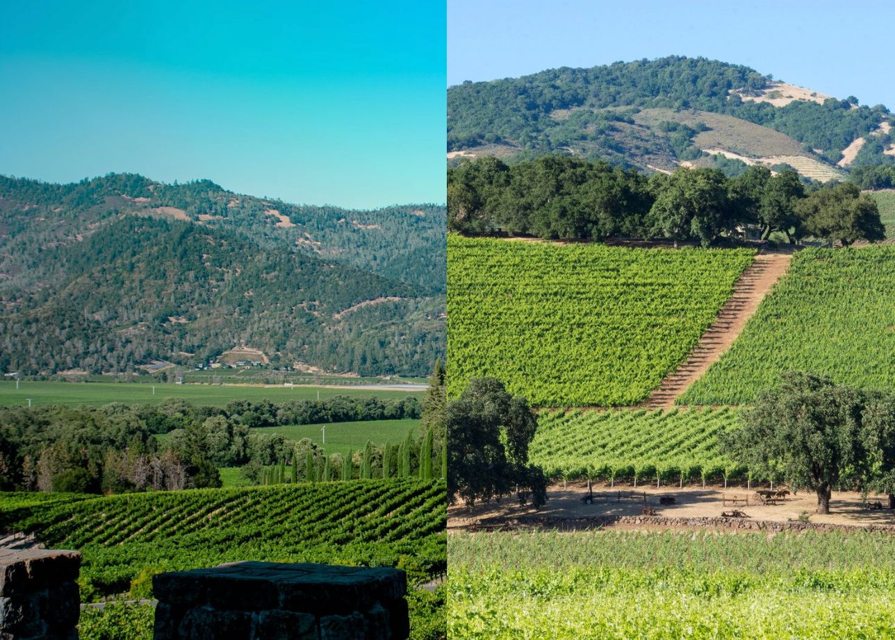 Summer Somm Series: July 11th - Napa vs Sonoma