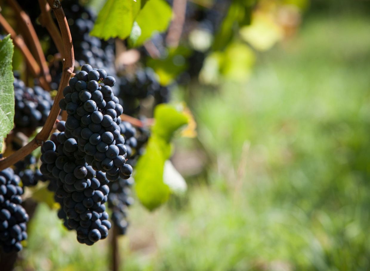 Summer Somm Series: August 1st - Regional Pinot Noir