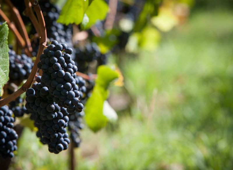 Summer Somm Series: August 1st - Regional Pinot Noir