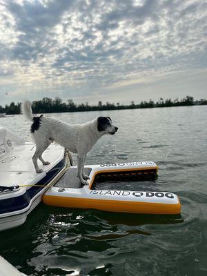 BLEMISHED- The Original Dog Ramp