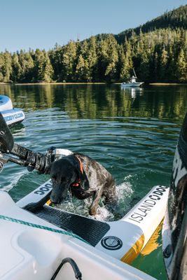 The Original Dog Ramp