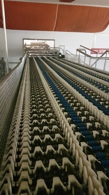 LOT 167 CONVEYOR
