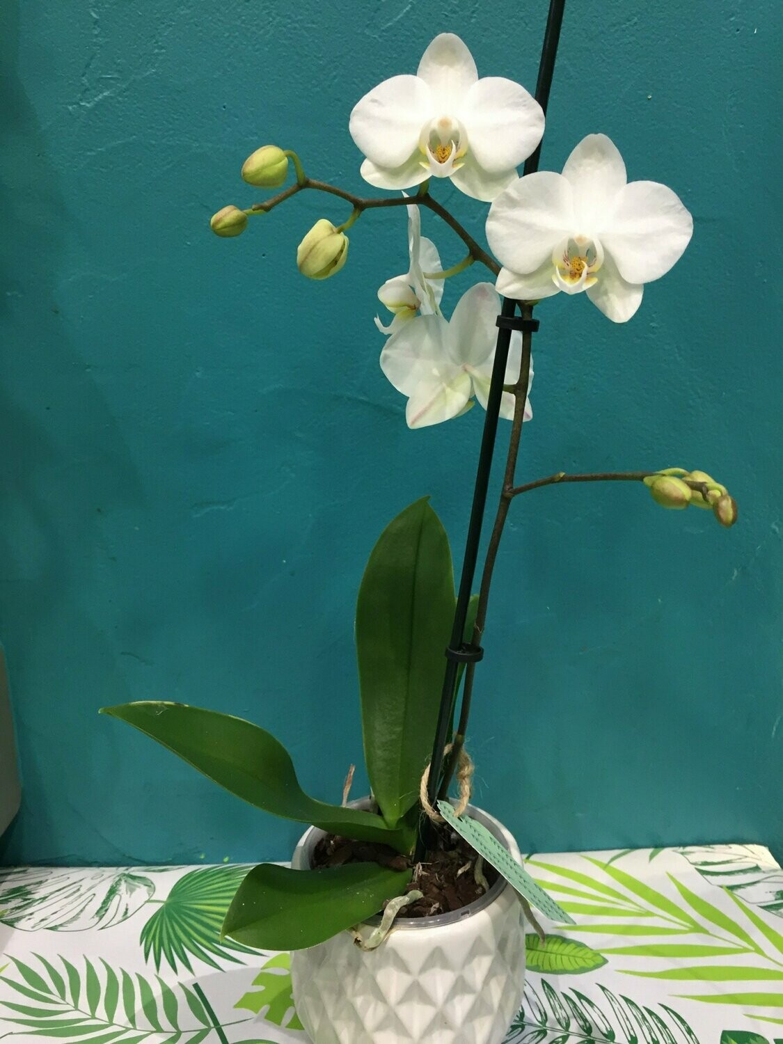 Orchidées du genre phalaenopsis de petite taille