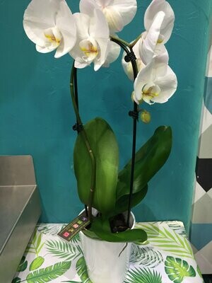 Grande orchidées