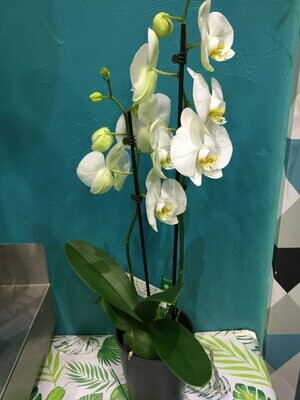 ​Orchidées du genre phalaenopsis a deux branches