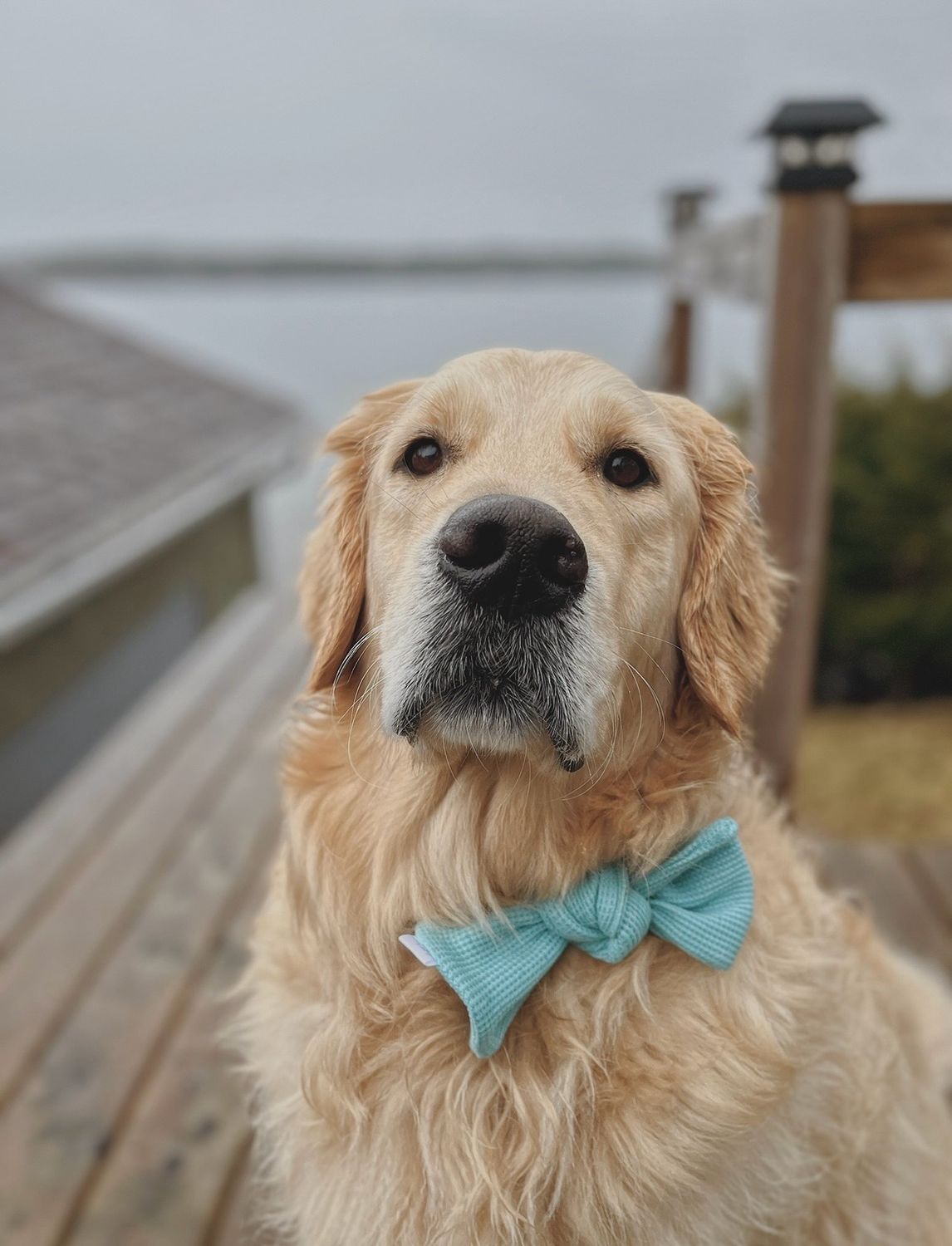 HENDRIX KNOTTED BOW TIE