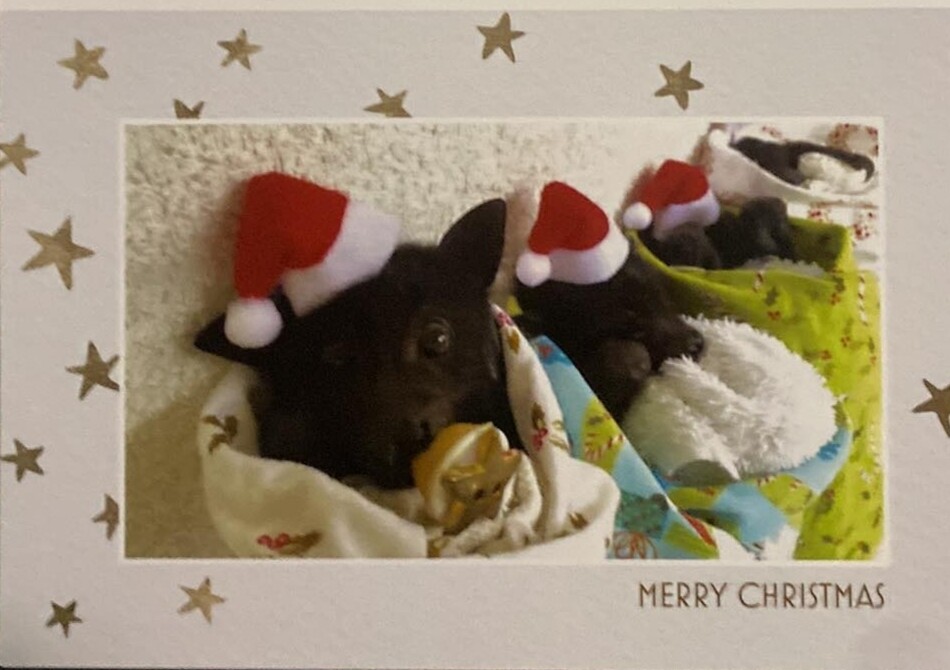 Card - Christmas BABIES