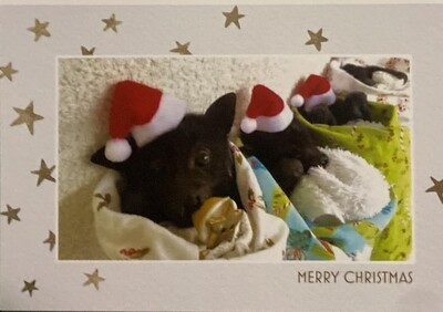 Card - Christmas BABIES