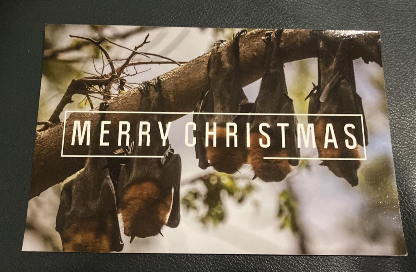 Christmas Card BAT BRANCH