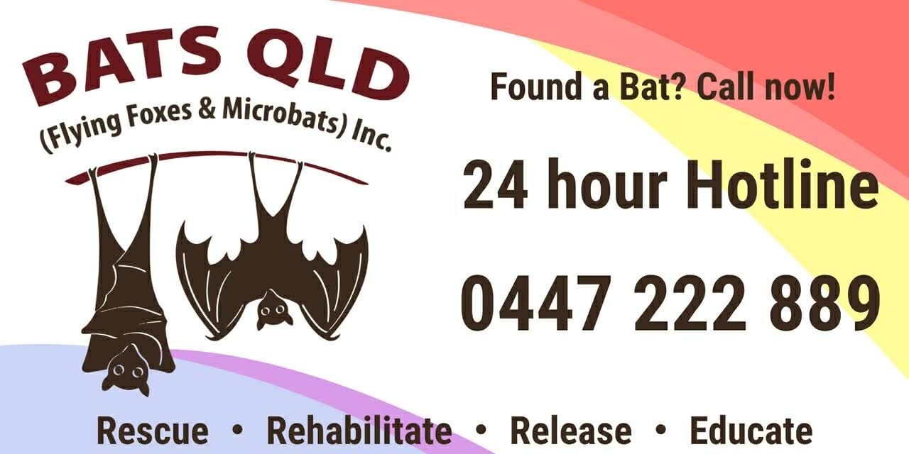 BatsQld MEMBER Car Magnet