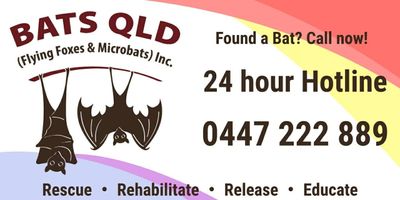 BatsQld MEMBER Car Magnet