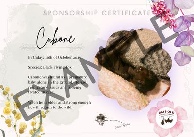 Baby Flying-fox Sponsorship