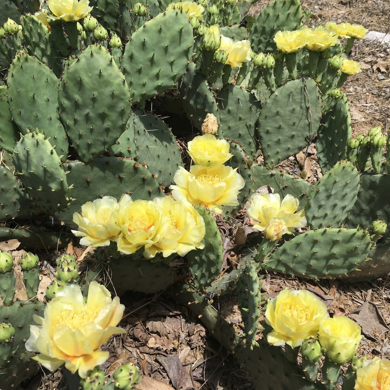 Opuntia humifusa PRICKLY PEAR CACTUS 1 qt.