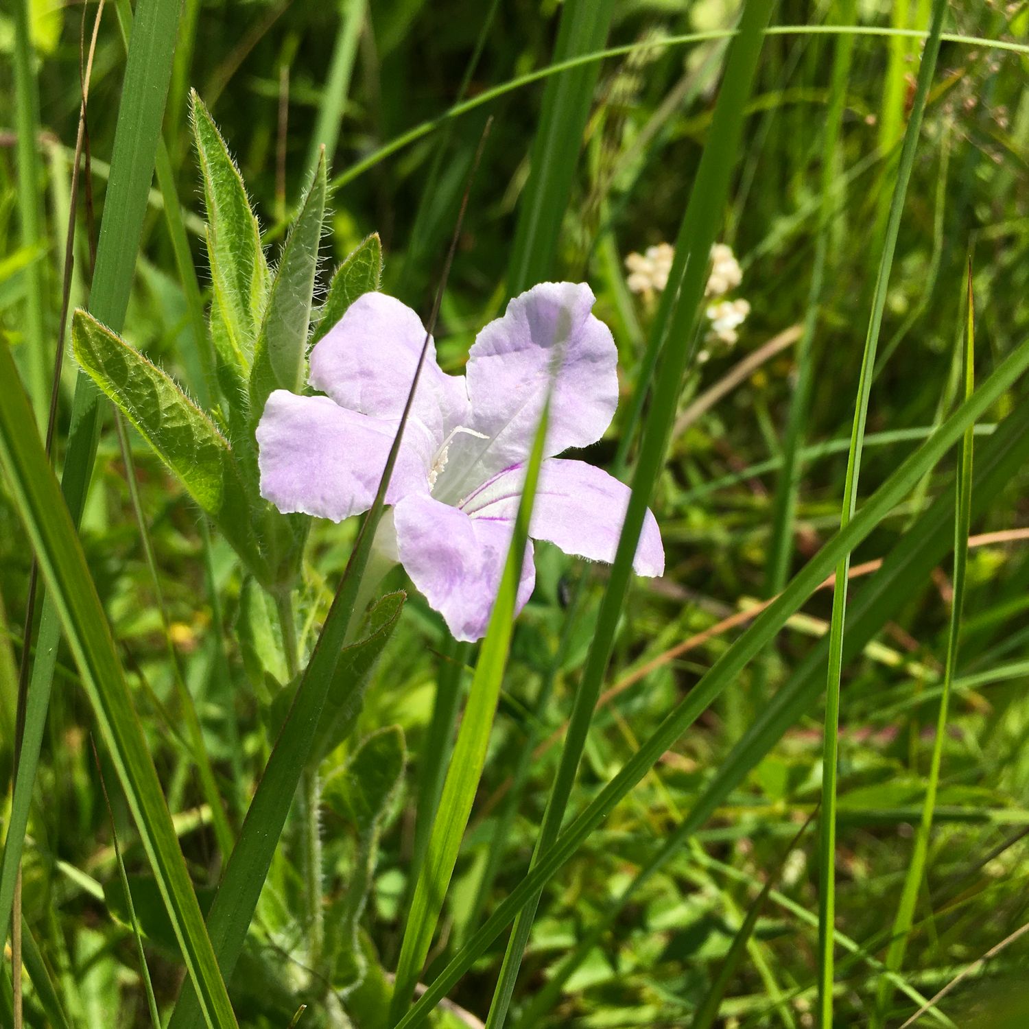 Ruellia humilis WILD PETUNIA