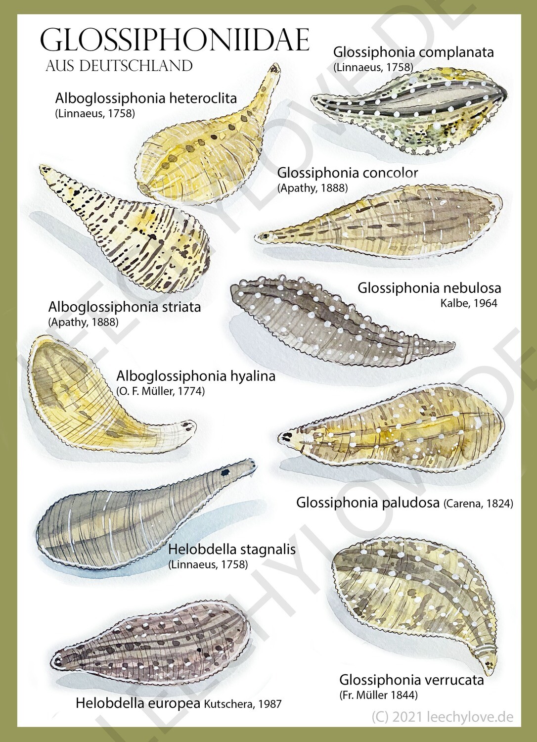 1 x Postkarte / Postcard &quot;Glossiphoniidae&quot;
