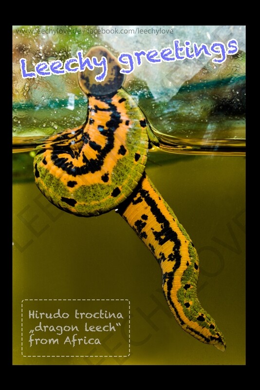 1 x Postkarte / Postcard &quot;hirudo troctina - leechy greetings&quot;