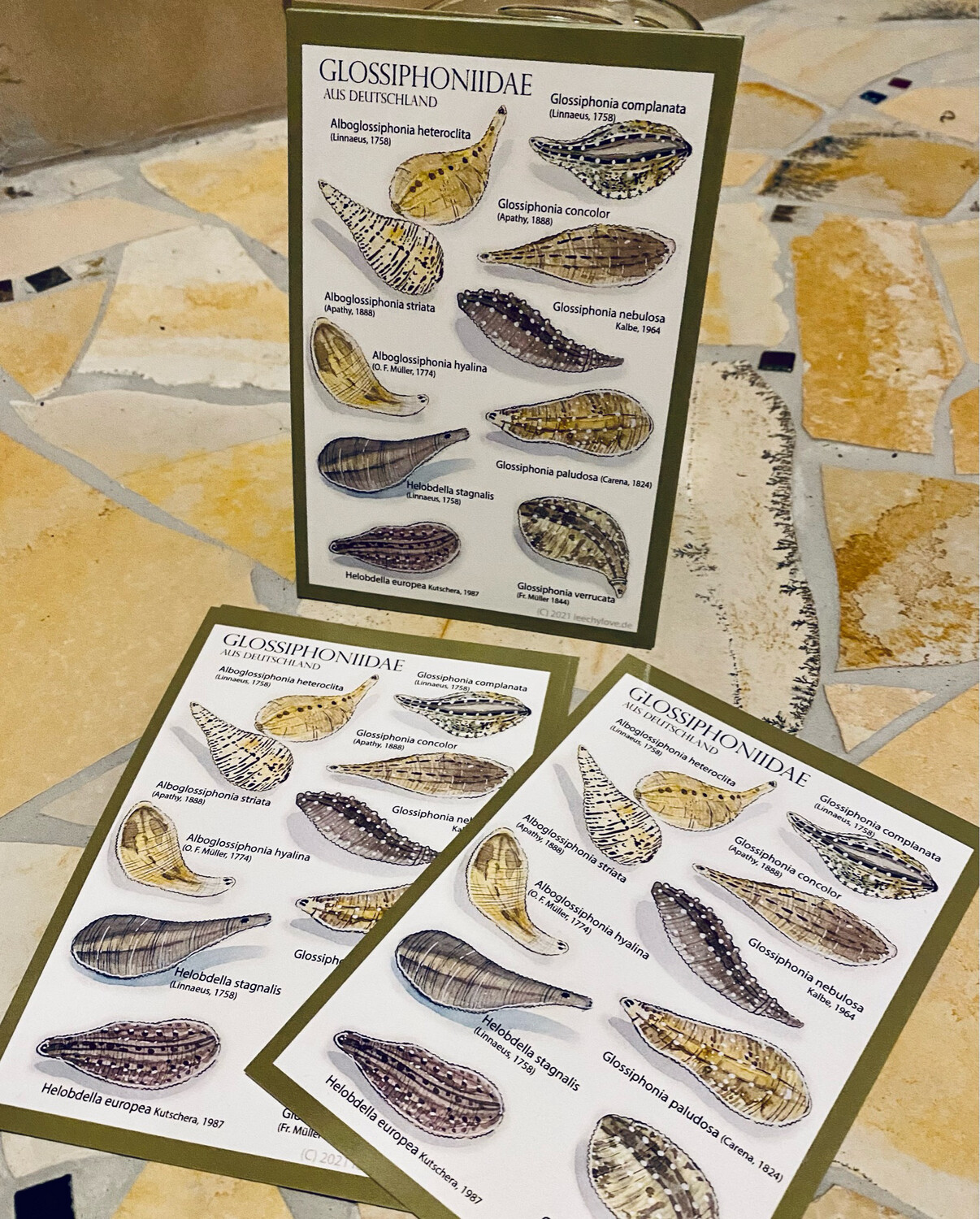 10 x Postkarte / Postcard &quot;Glossiphoniidae&quot;