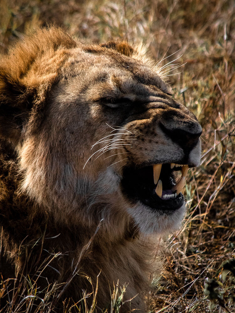 The King