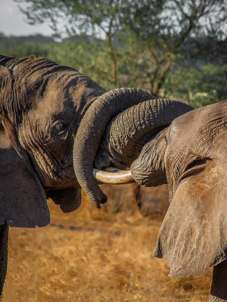 Elephant Lovers