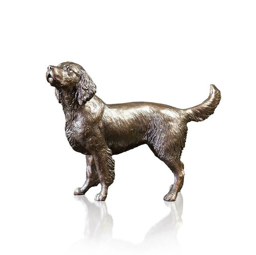 Springer Spaniel