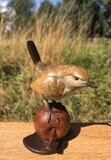 Wren on Bronze Apple