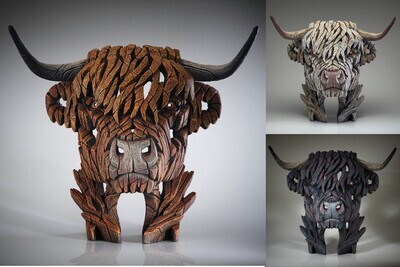 Highland Cow