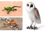 Birds, Geckos & Koi