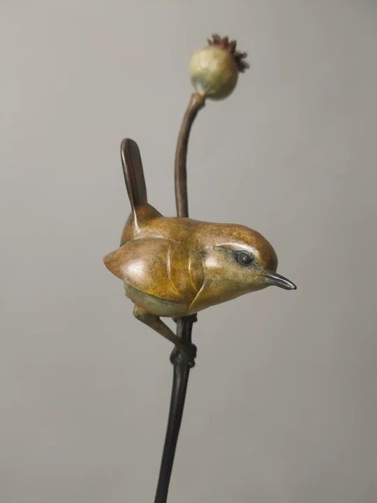 Wren on Poppy
