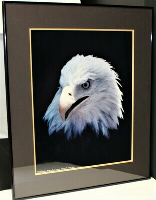 Phil Sonier Bald Eagle American Spirit Nature Portrait Moments #144/250, Signed