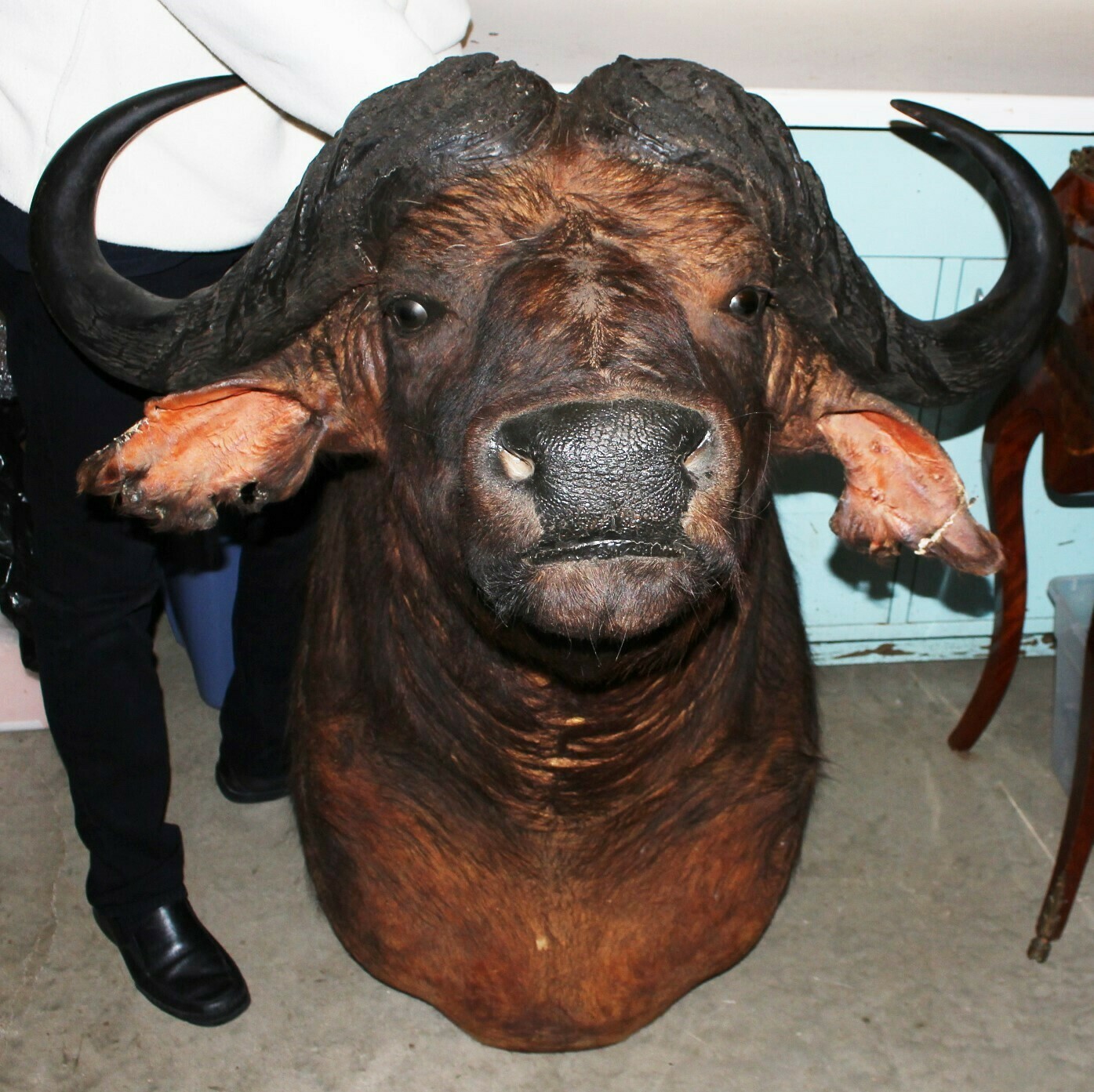 Large African Cape Buffalo Taxidermy Shoulder Mount Hunting Trophy