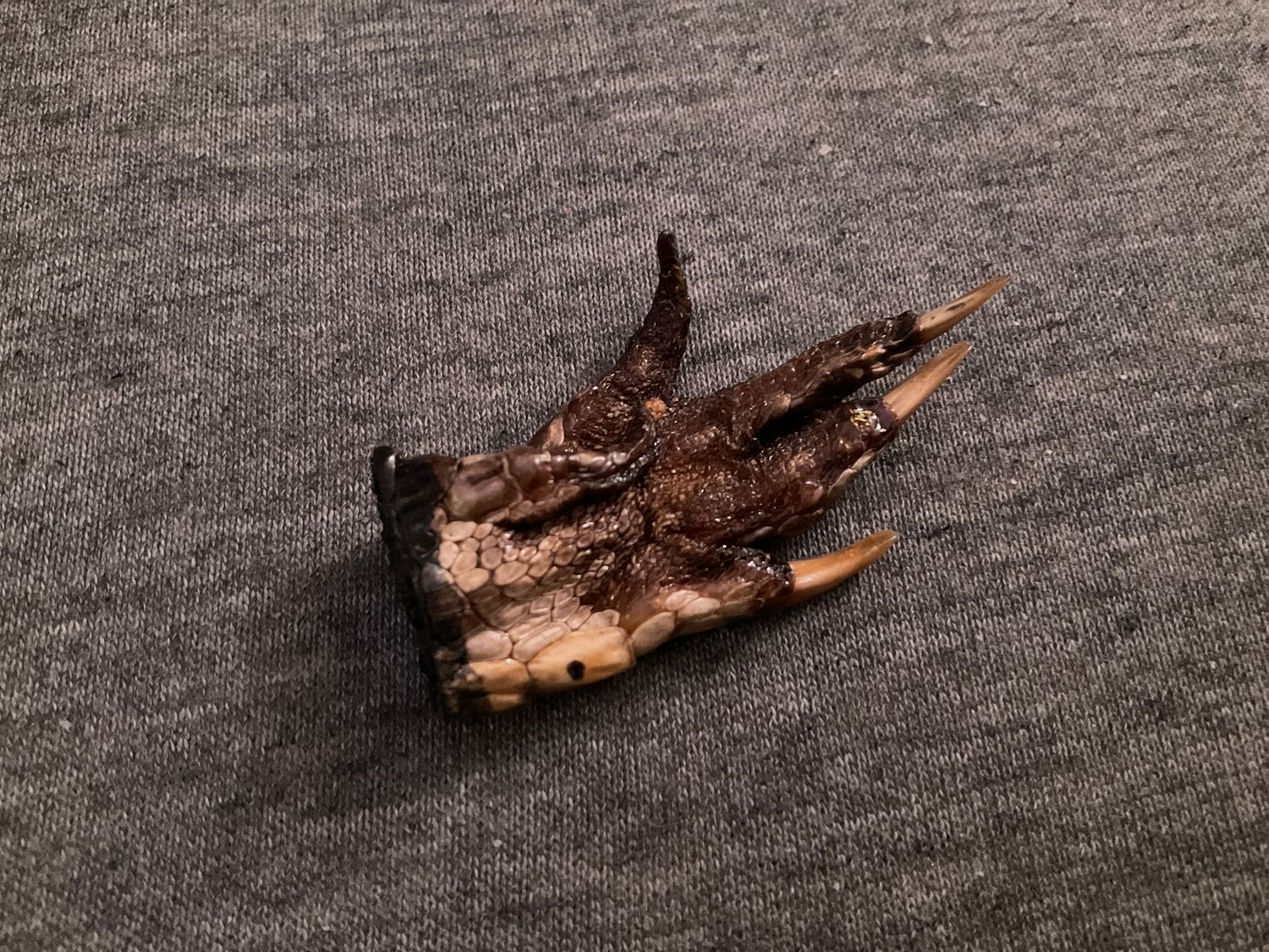Claw