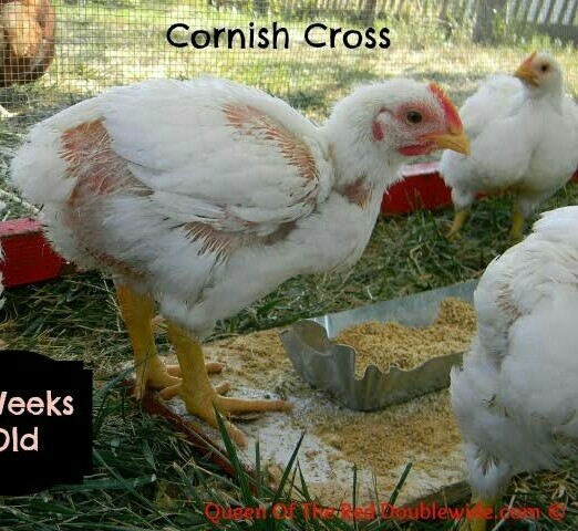 Broiler chick